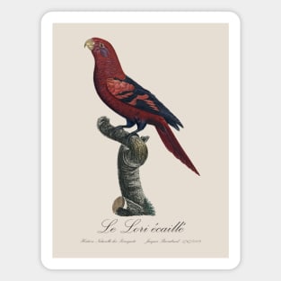 Blue-Streaked Lory / Le Lori Ecaille - Jacques Barraband 19th century Illustration Magnet